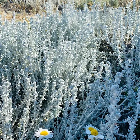 בית נופש Casa Amanda *